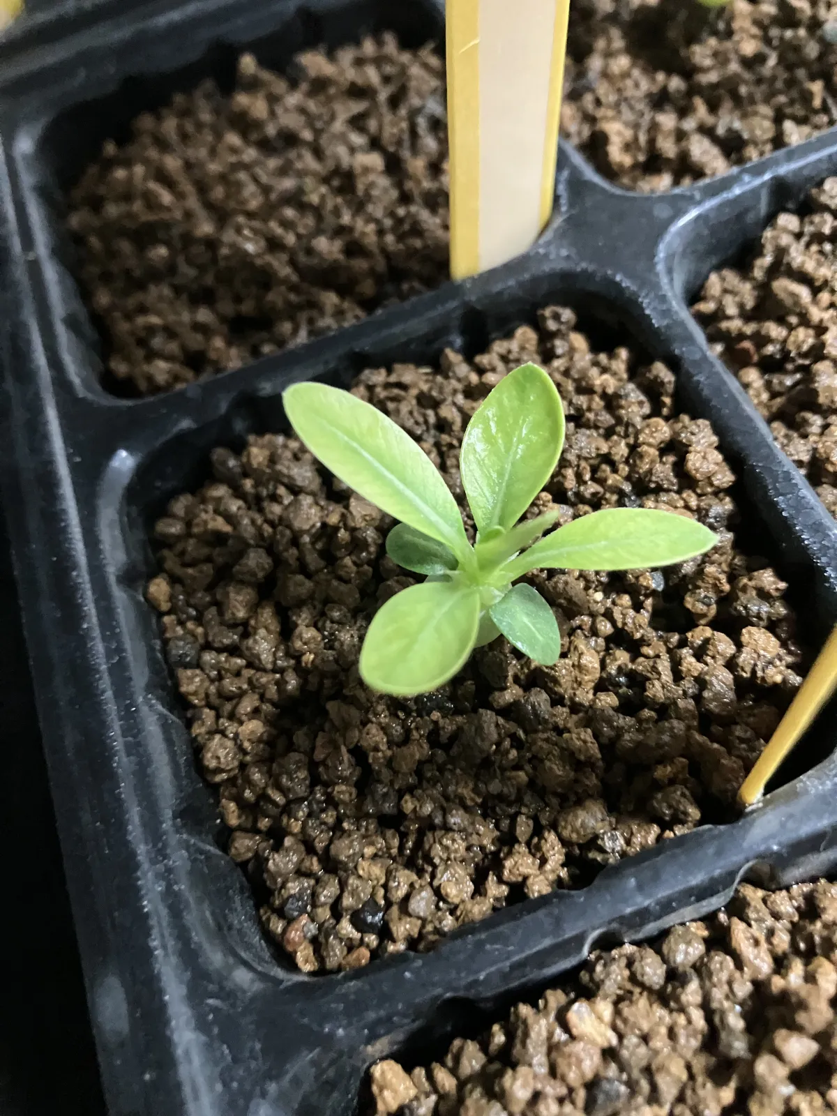 Pachypodium brevicaule subsp. leucoxanthum (パキポディウム レウコキサンツム)