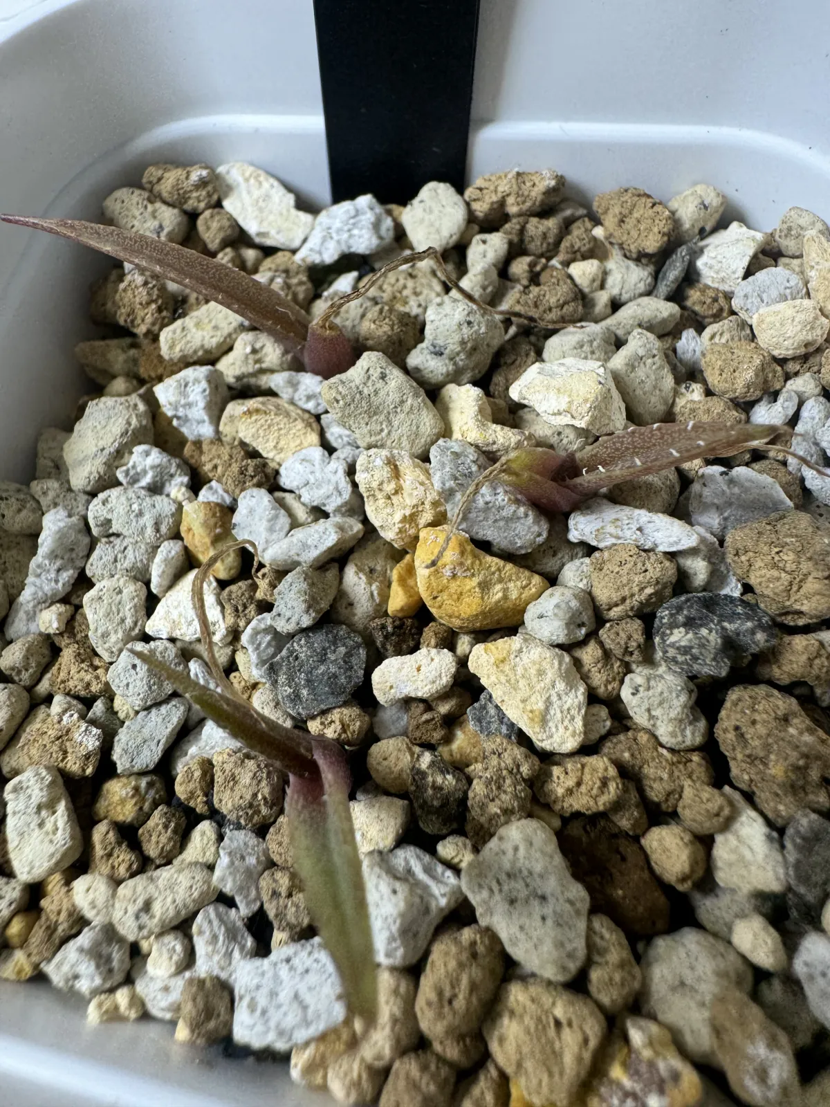 Agave ghiesbreghtii 'Purpusorum' (アガベ パルプソーラム)