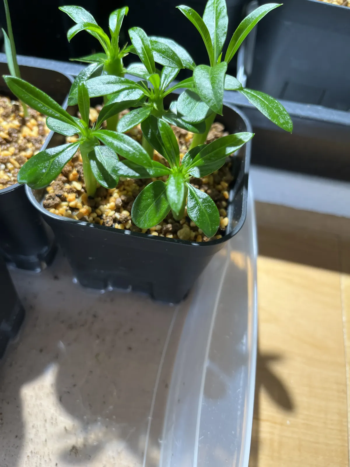 Pachypodium lamerei (パキポディウム ラメレイ 夢叶棒)