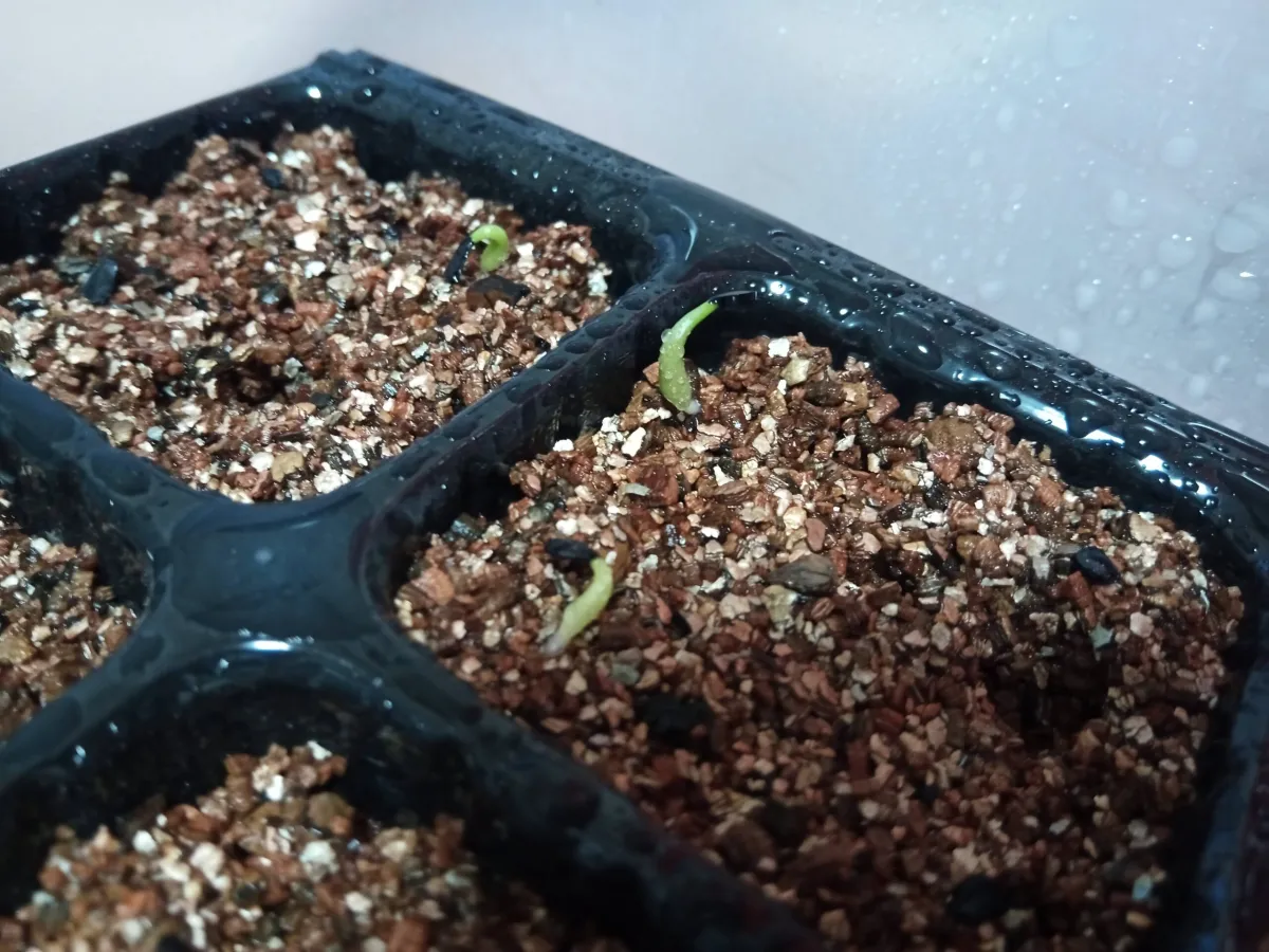 Agave titanota 'Blue' (アガベ チタノタブルー)