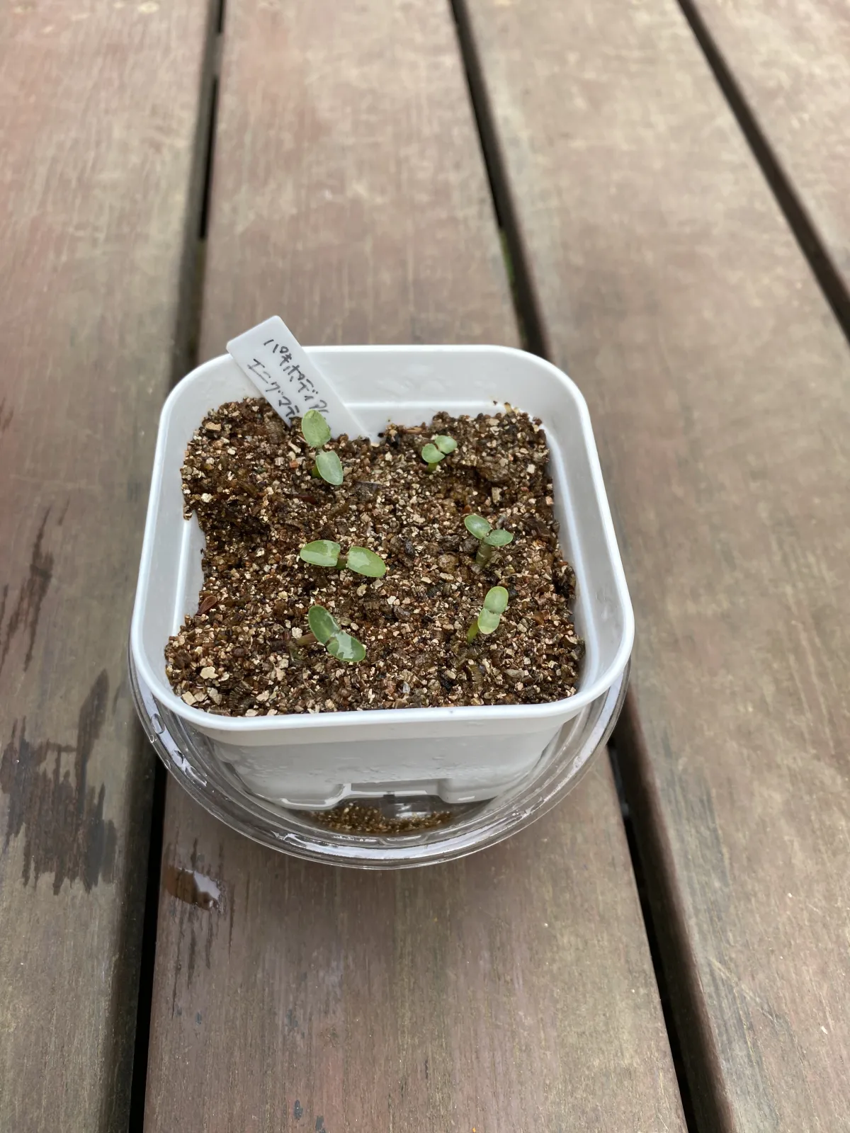 Pachypodium enigmaticum (パキポディウム エニグマチカム)