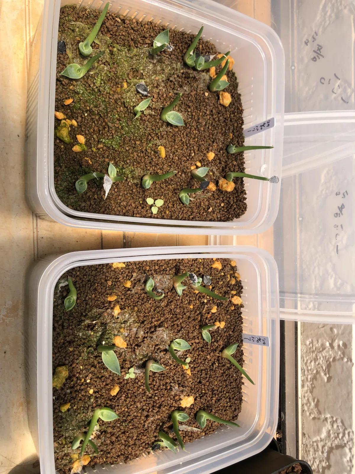 Agave parryi subsp. parryi (アガベ パリー)