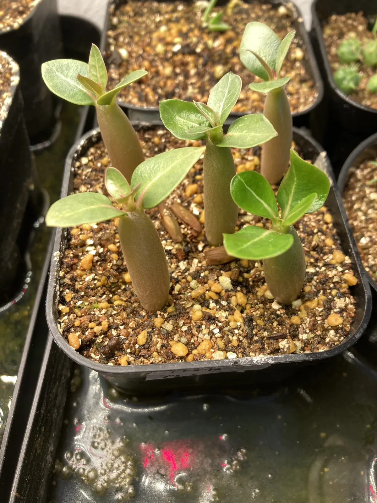 Adenium obesum (アデニウム オベスム)