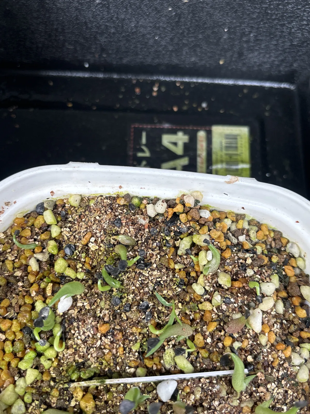 Agave ocahui var. ocahui (アガベ オカヒー)