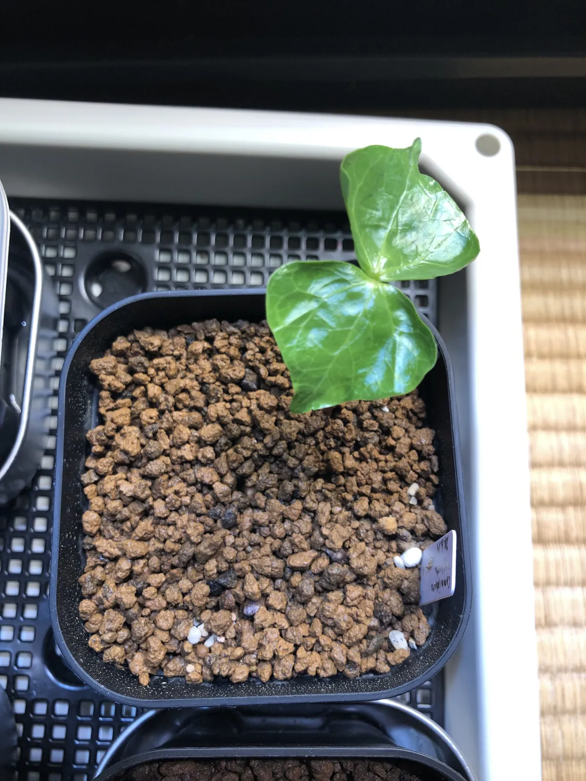 Commiphora neglecta (コミフォラ ネグレクタ)