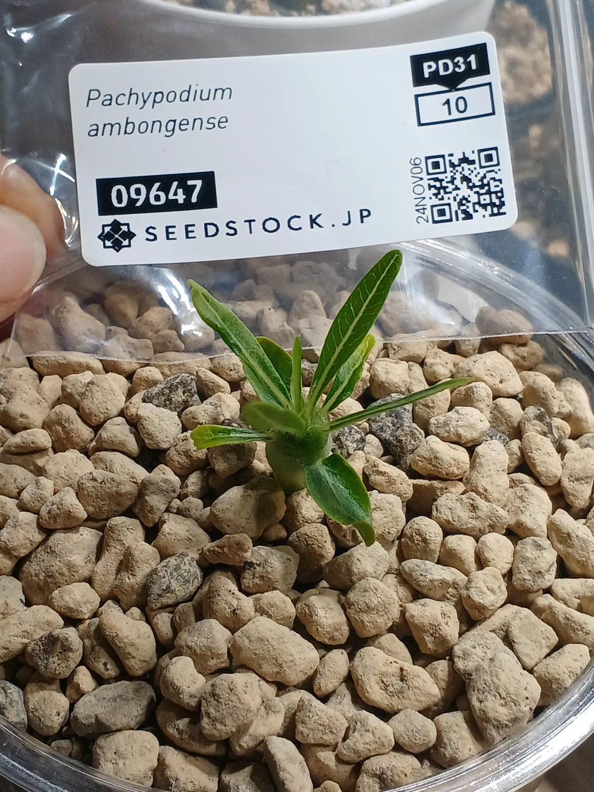 Pachypodium ambongense (パキポディウム アンボンゲンセ)