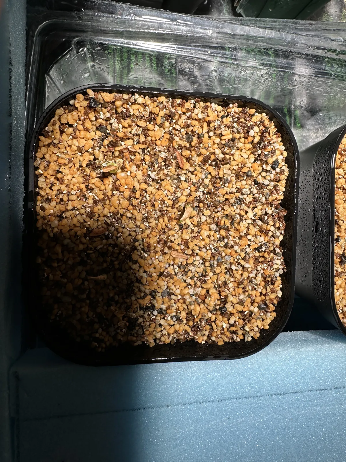 Pachypodium rosulatum subsp. makayense (パキポディウム マカイエンセ)