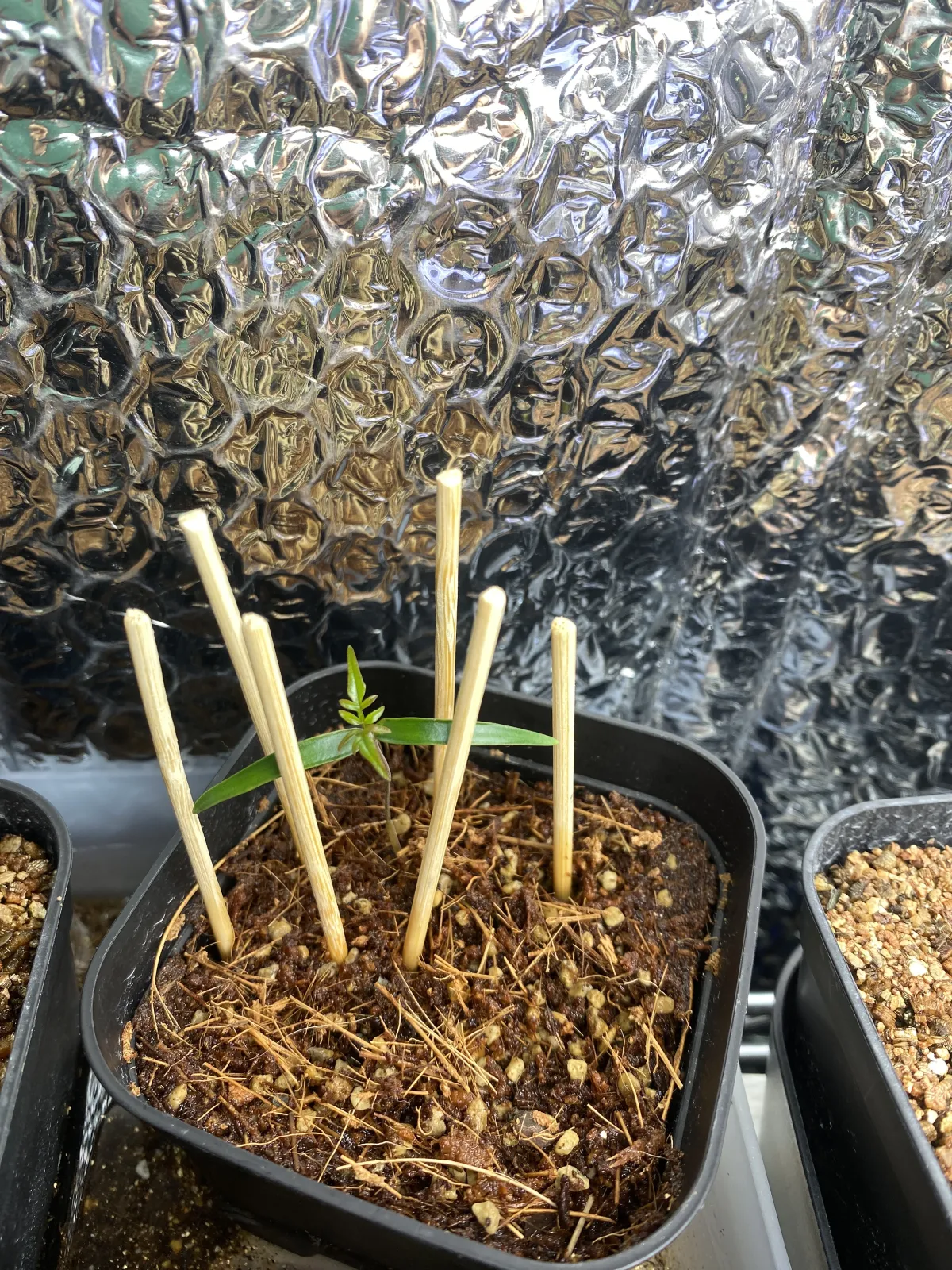 Operculicarya pachypus (オペルクリカリア パキプス2025D)