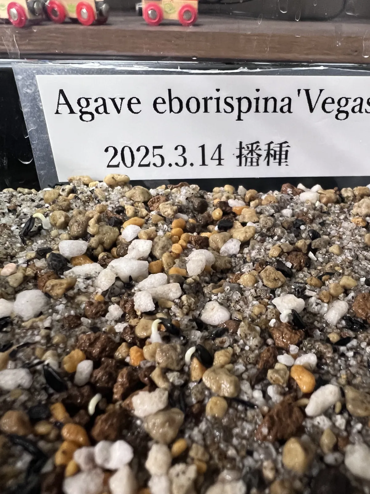 Agave utahensis var. eborispina 'Vegas' (アガベ エボリスピナ ヴェガス)