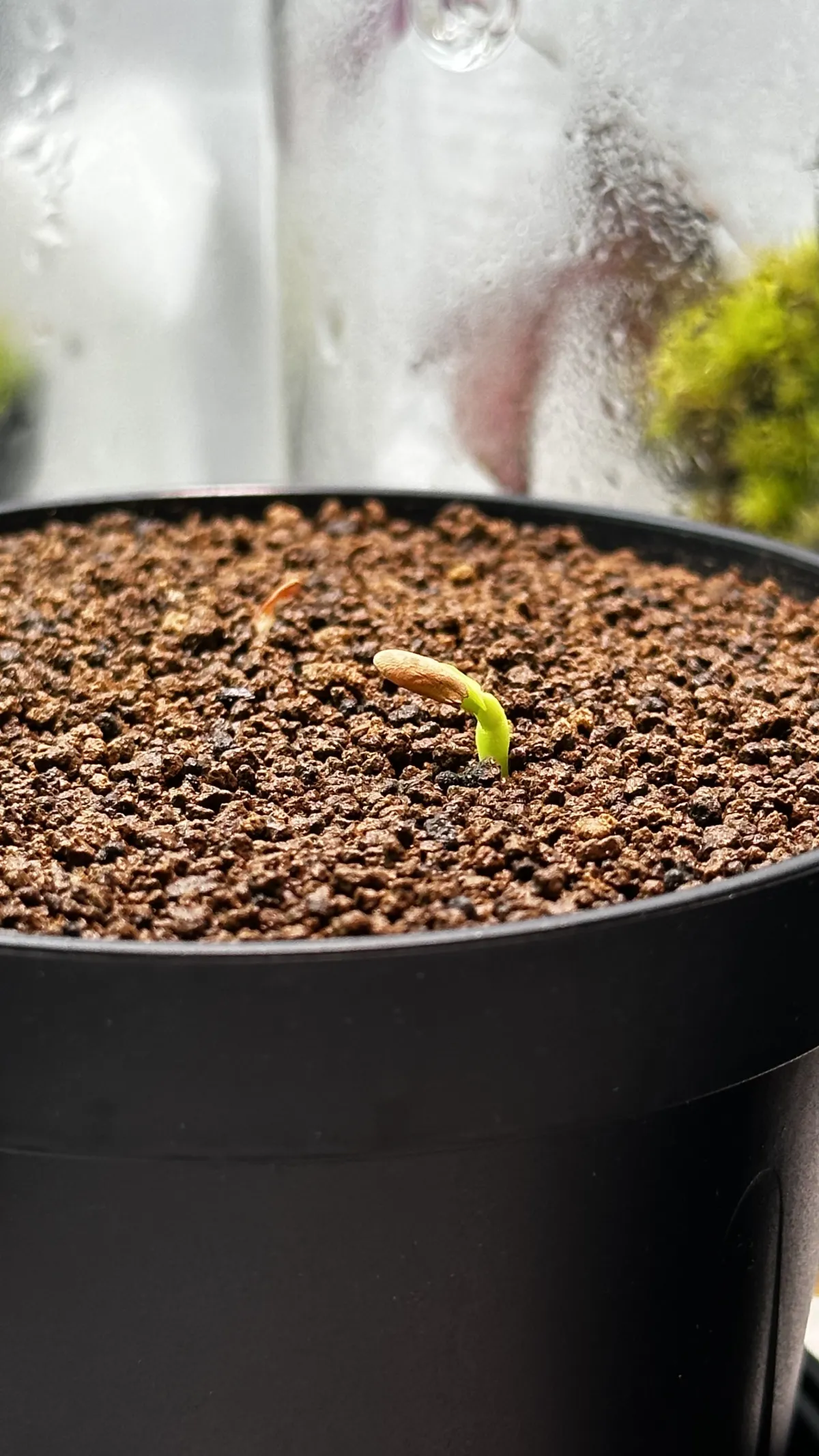Pachypodium rosulatum var. gracilius (パキポディウム グラキリス)
