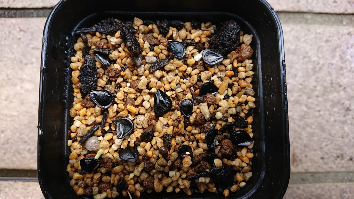 Agave mapisaga (アガベ マピサガ)