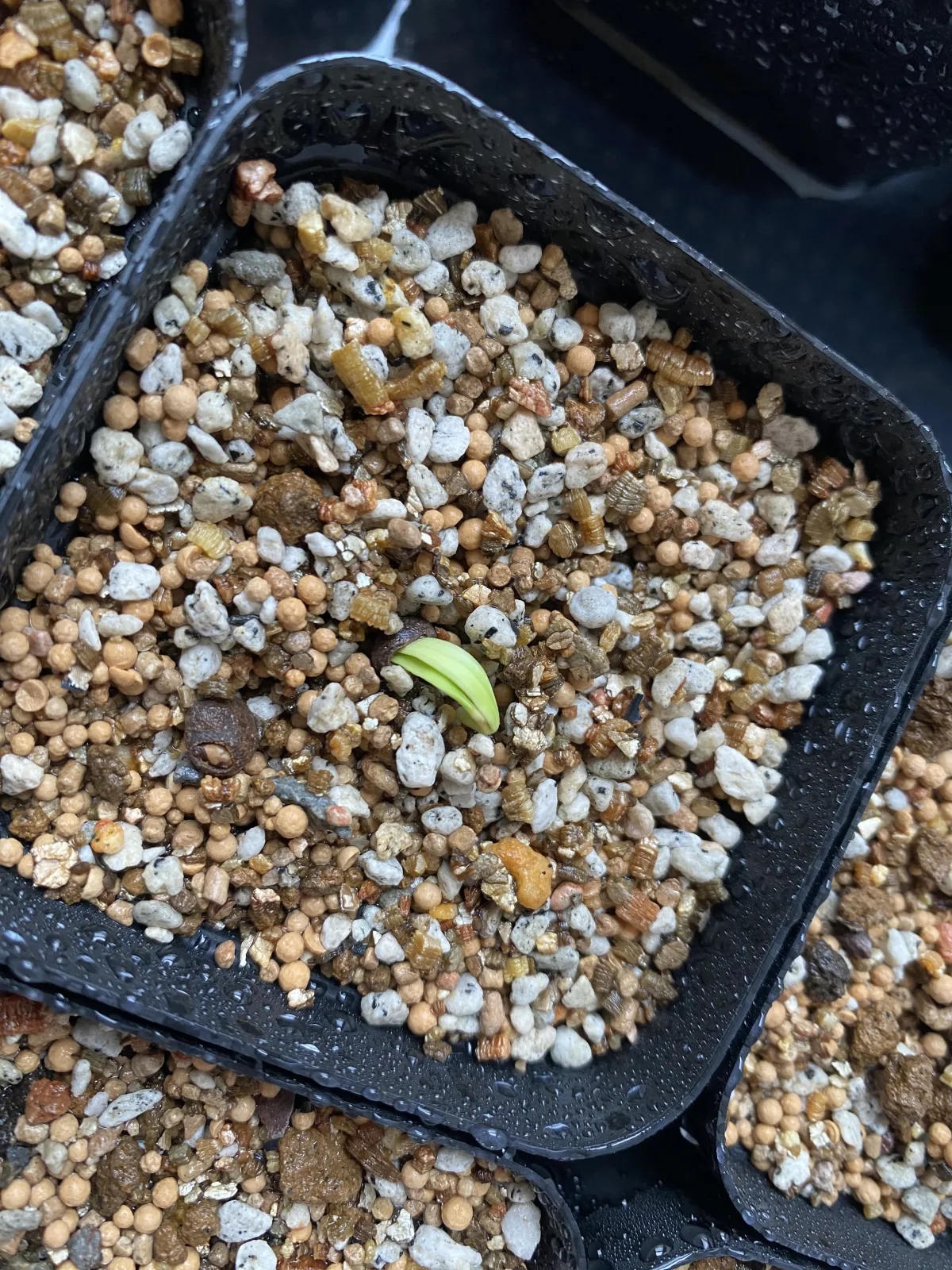 Operculicarya pachypus (オペルクリカリア パキプス2025D)