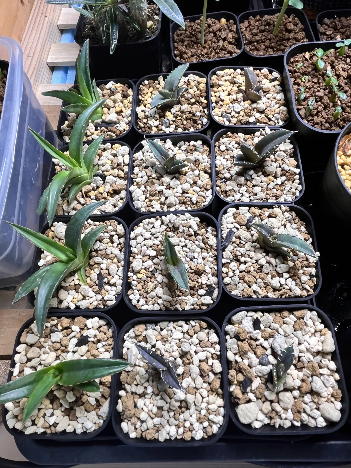 Agave victoriae-reginae (アガベ ビクトリアレジーナエ 笹の雪)