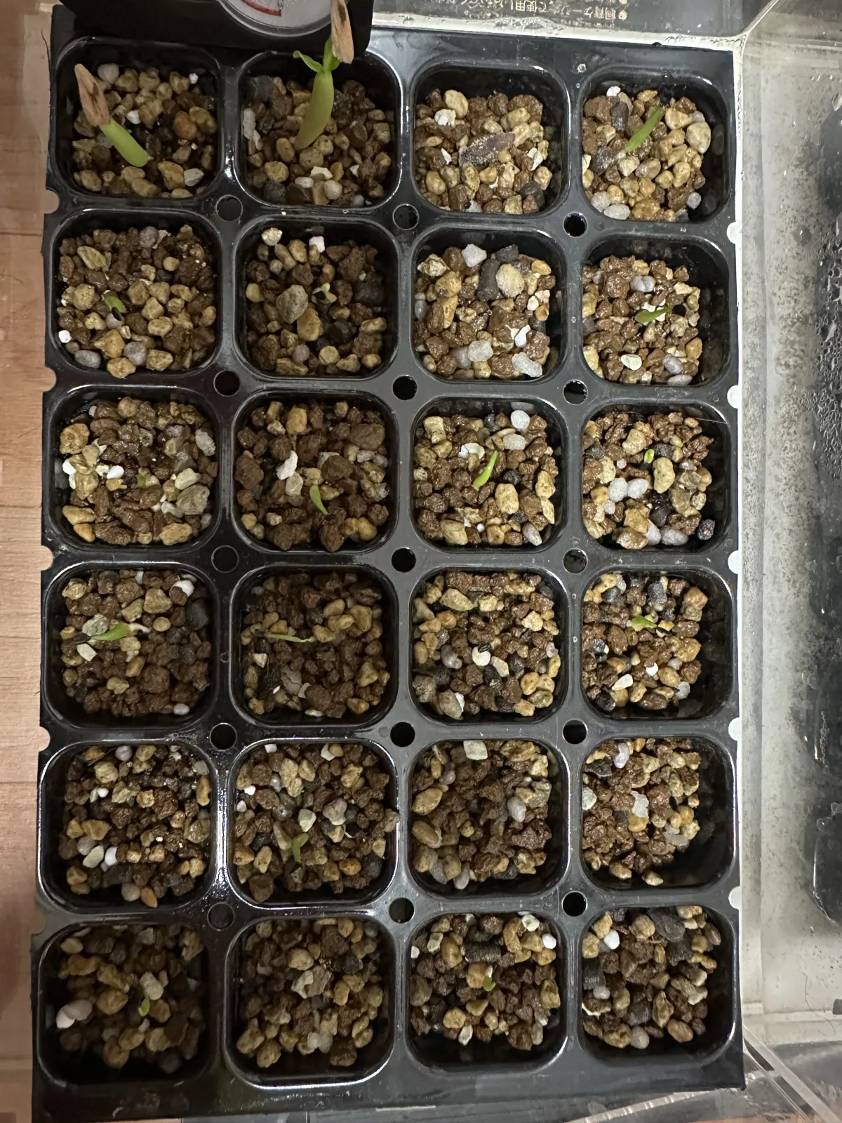 Agave oteroi (アガベ オテロイ)