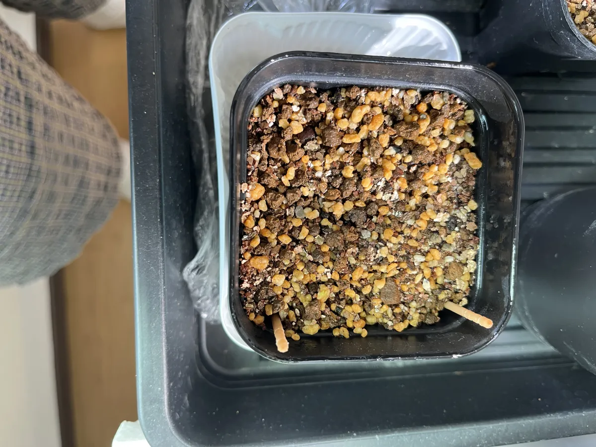 Operculicarya pachypus (オペルクリカリア パキプス)