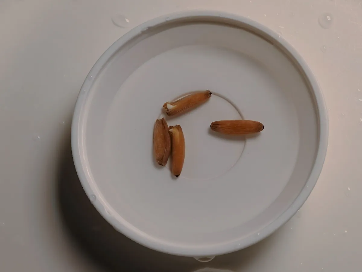 Adenium arabicum Black Stem (アデニウム アラビカム ブラックステム)