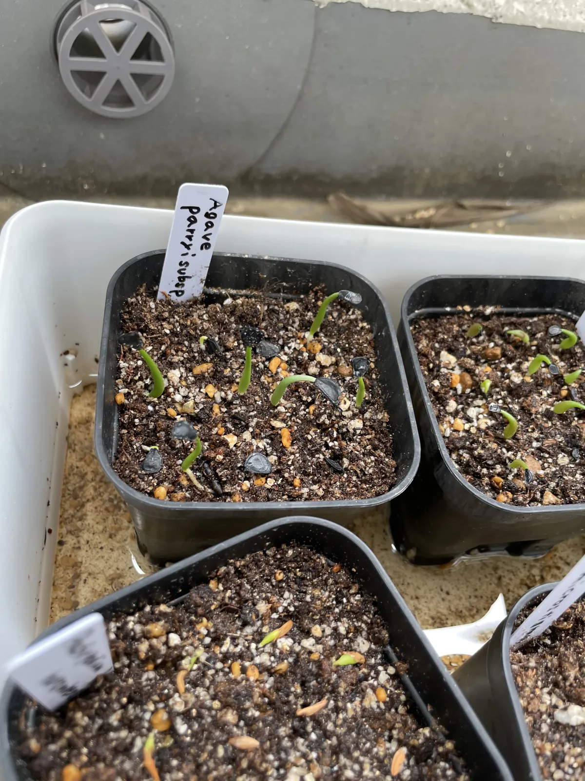 Agave parryi subsp. parryi (アガベ パリー)