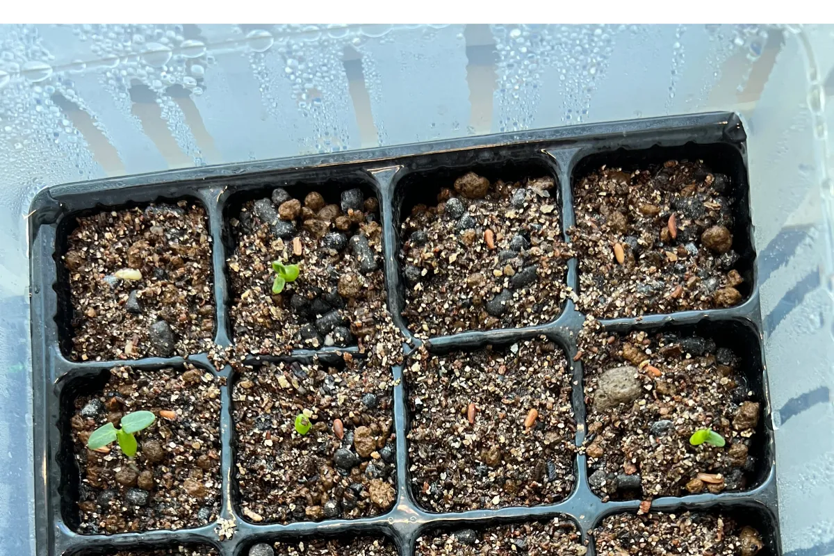 Pachypodium brevicaule subsp. leucoxanthum (パキポディウム レウコキサンツム)