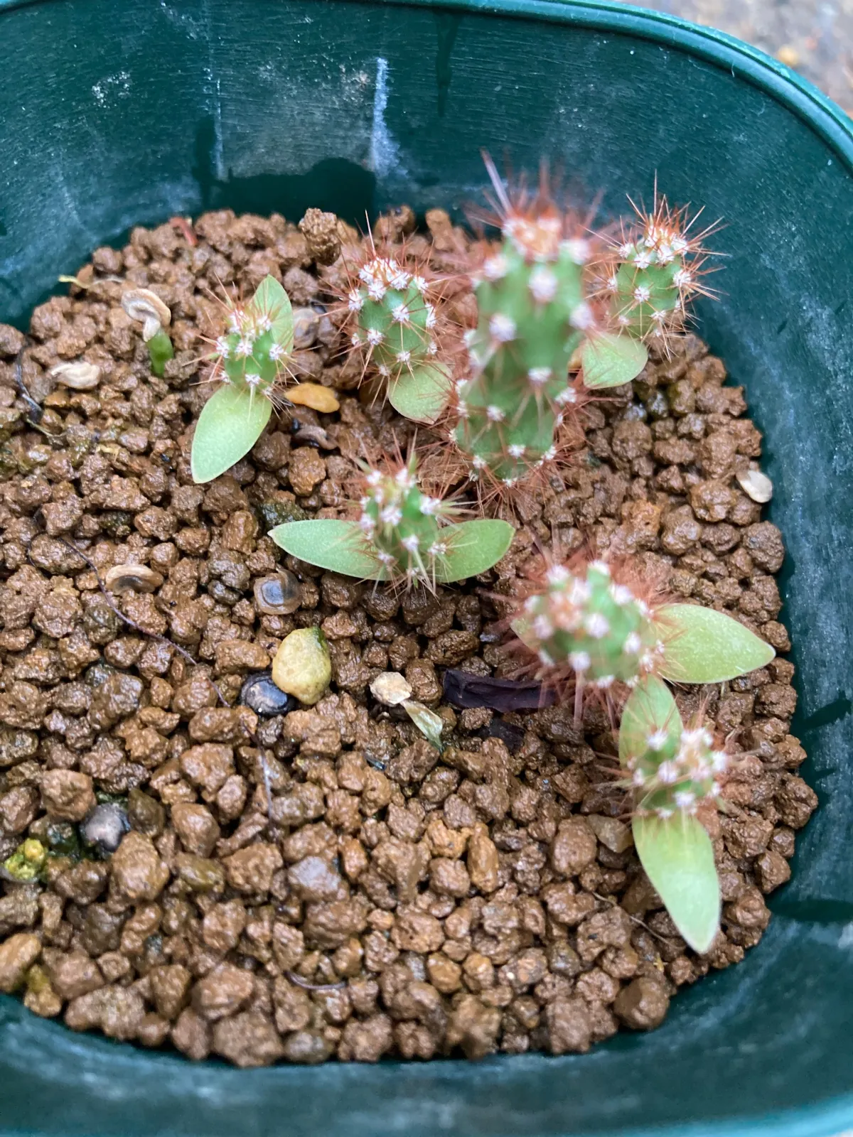 Opuntia engelmannii var. engelmannii (オプンティア エンゲルマニー)