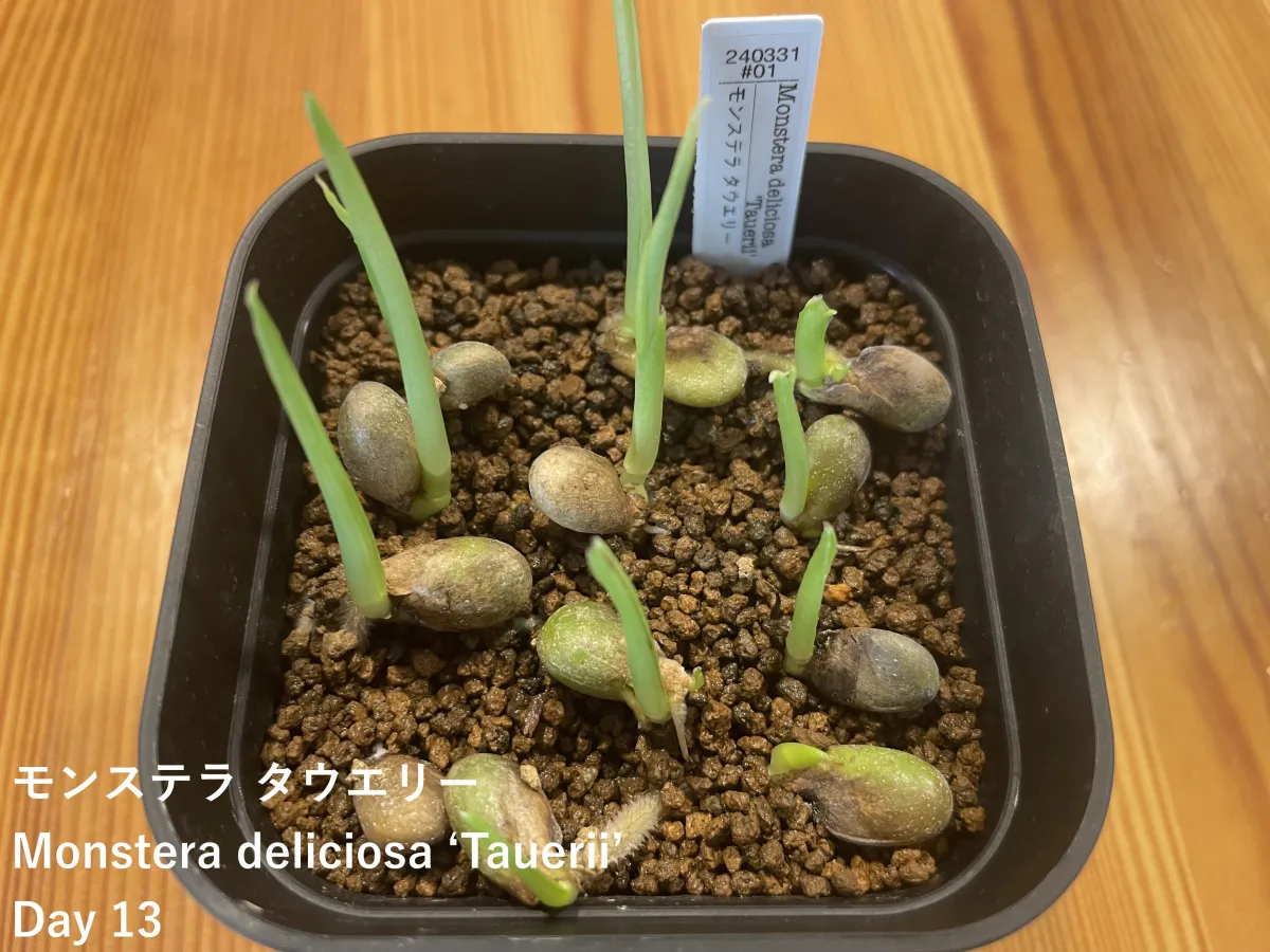 Monstera deliciosa Tauerii (モンステラ タウエリー)