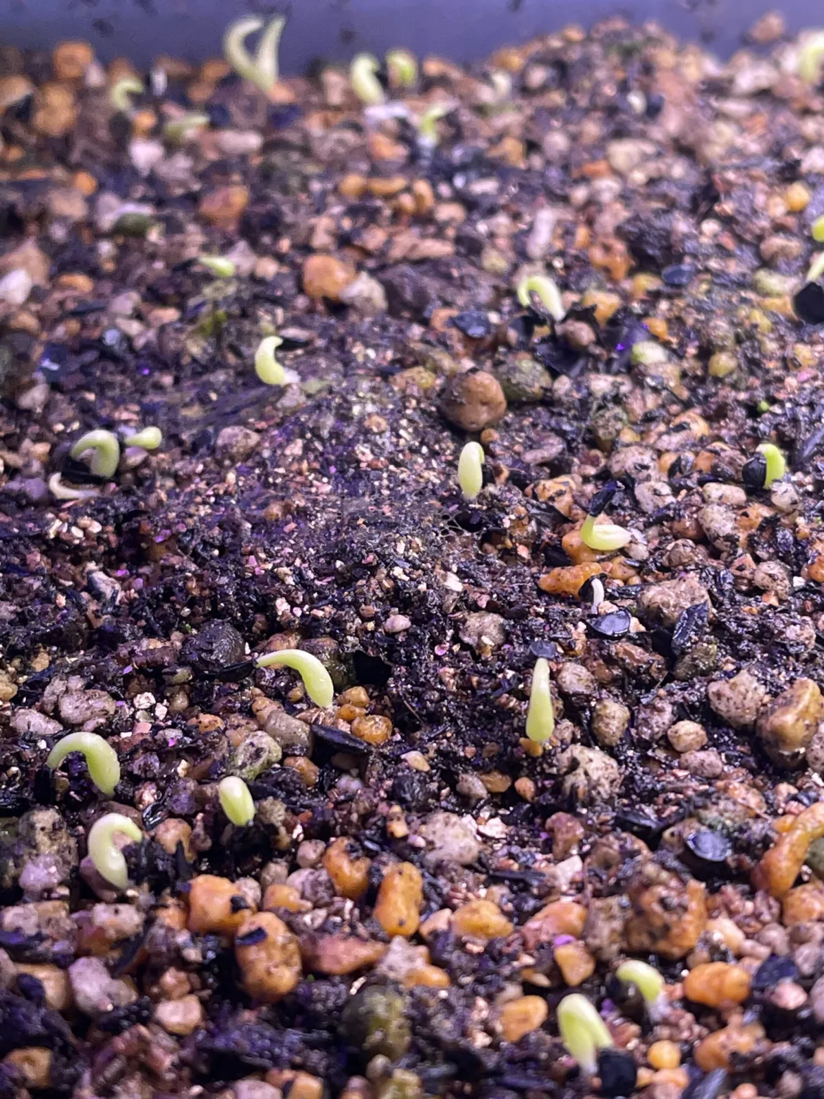 Agave oteroi (アガベ オテロイ)