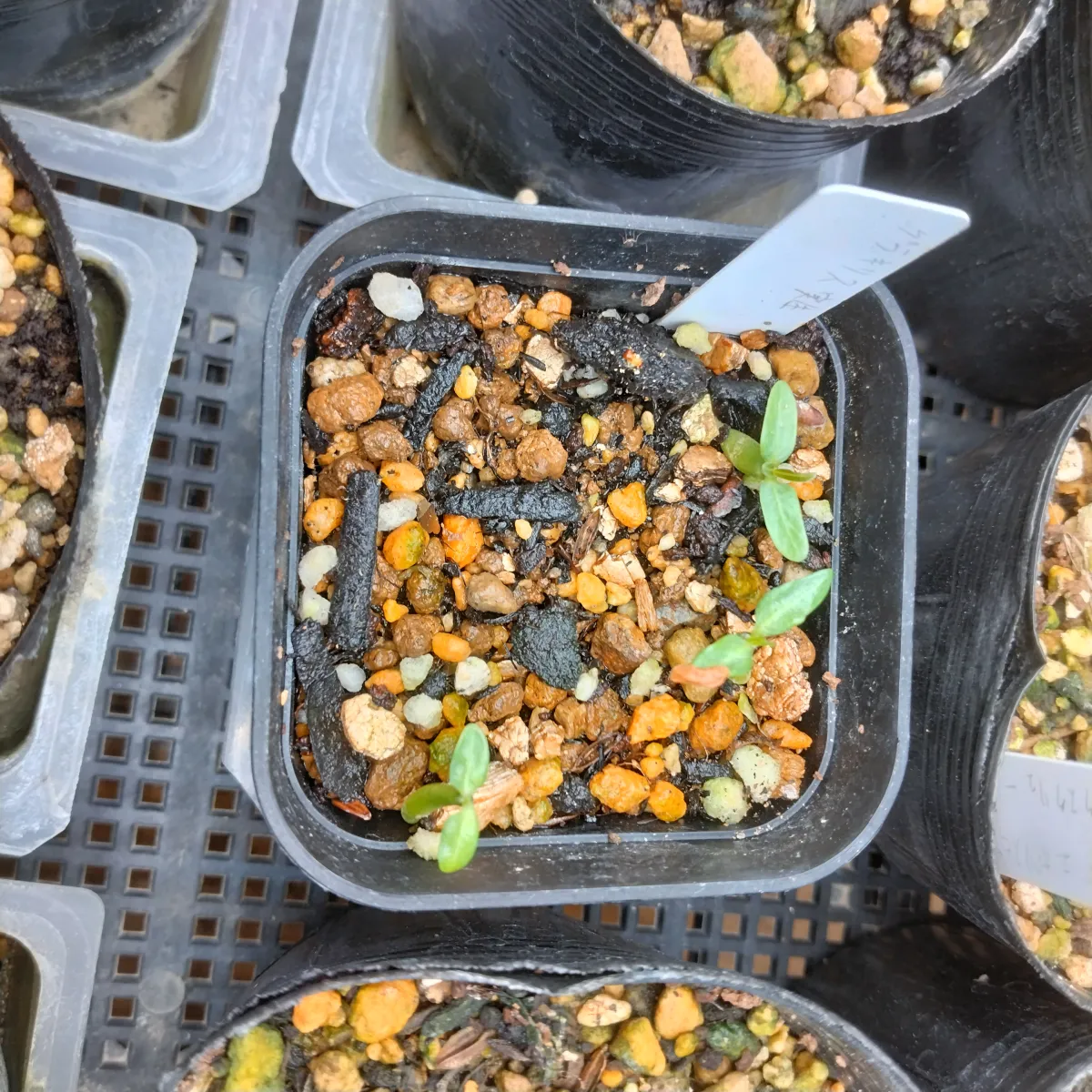 Pachypodium rosulatum var. gracilius (パキポディウム グラキリス)