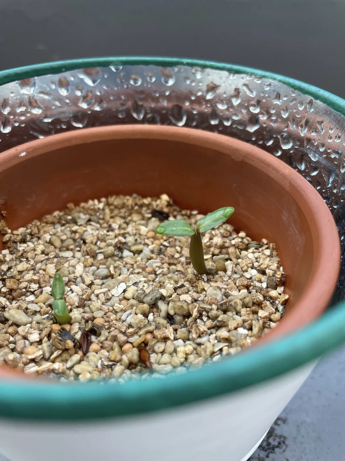 Pachypodium rosulatum var. gracilius (パキポディウム グラキリス)