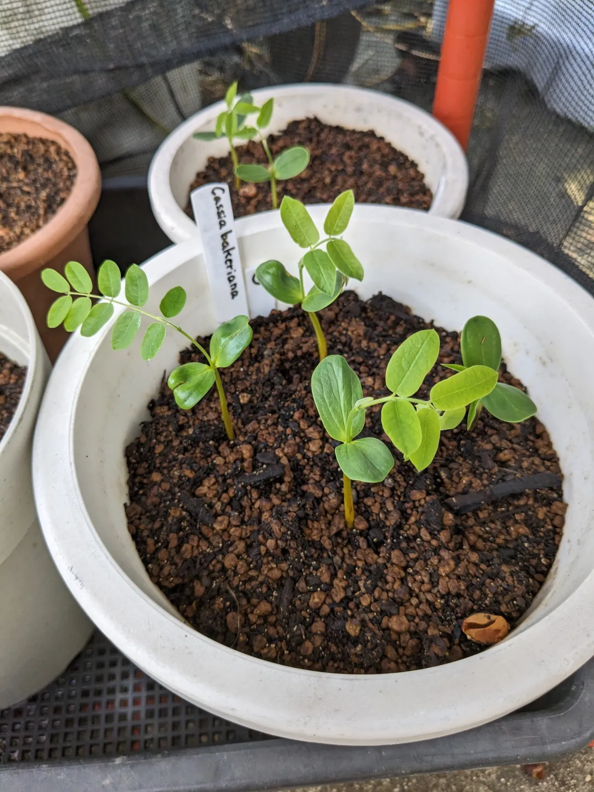Cassia bakeriana (カッシア バケリアナ)