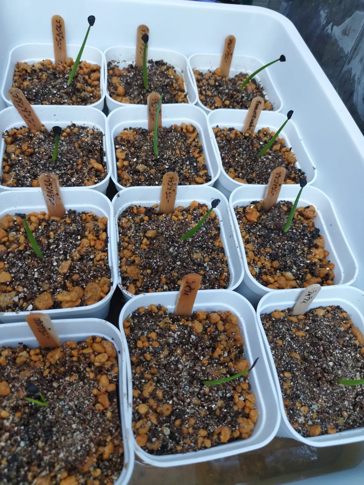 Agave americana var. franzosinii (アガベ フランゾシニー)