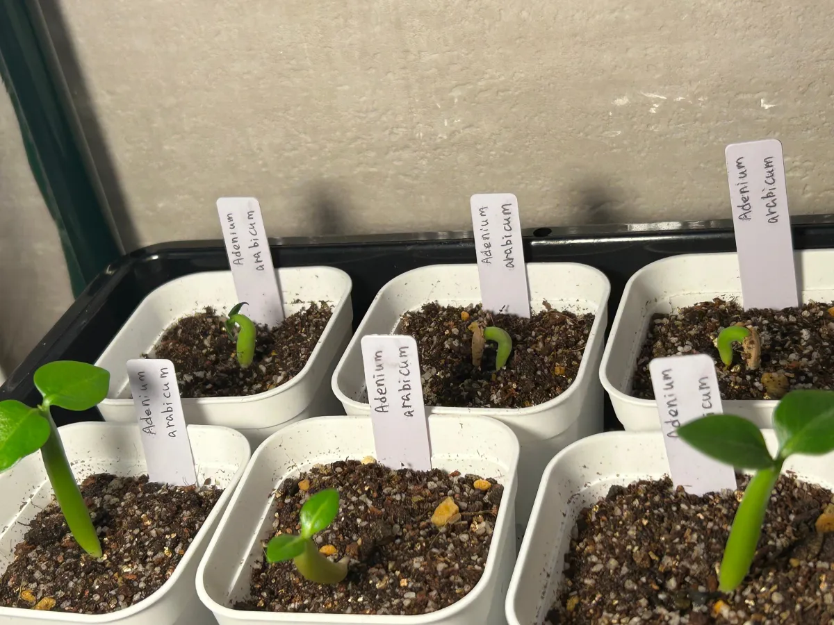 Adenium arabicum (アデニウム アラビカム)