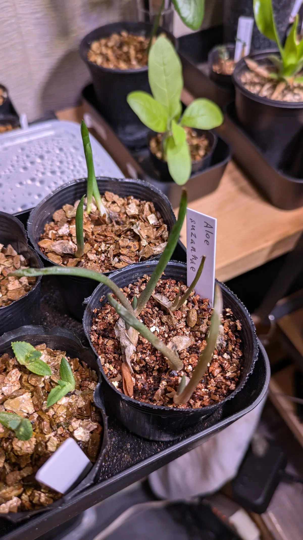 Aloe suzannae (アロエ スザンナエ)