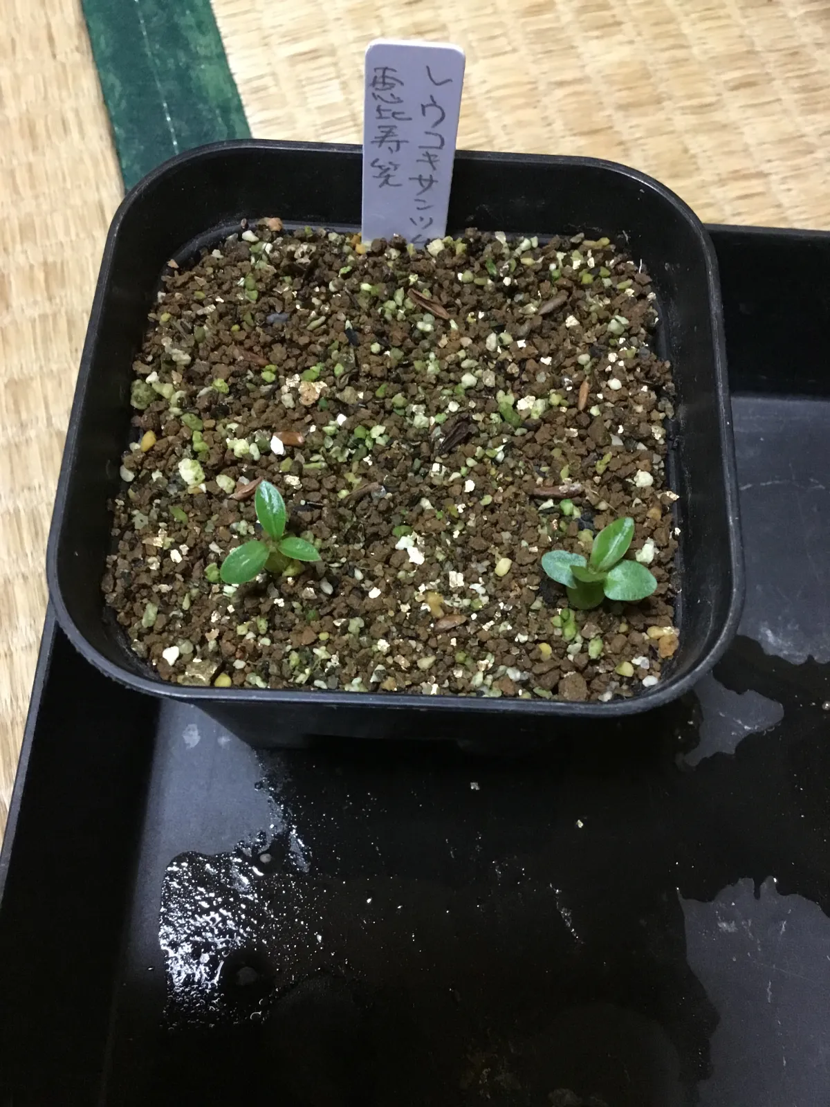 Pachypodium brevicaule subsp. leucoxanthum (パキポディウム レウコキサンツム)