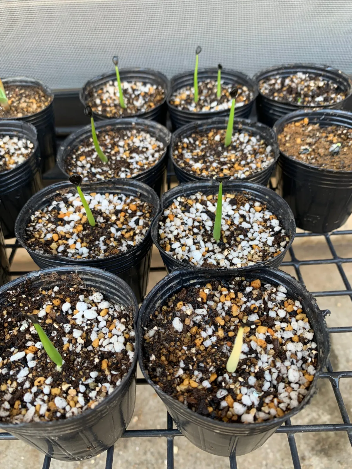 Agave azurea (アガベ アズレア)