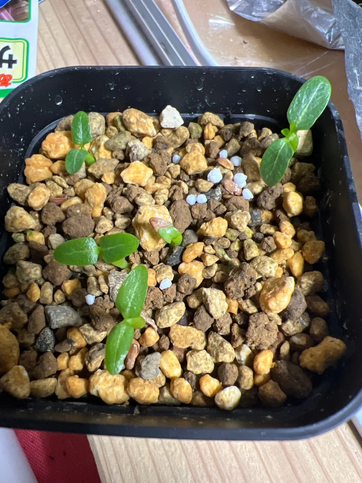 Pachypodium rosulatum var. inopinatum (パキポディウム イノピナツム)