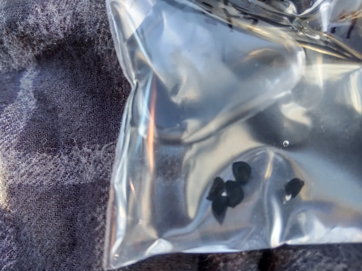 Agave convallis Mitra Magic (アガベ コンワリス ミトラマジック)