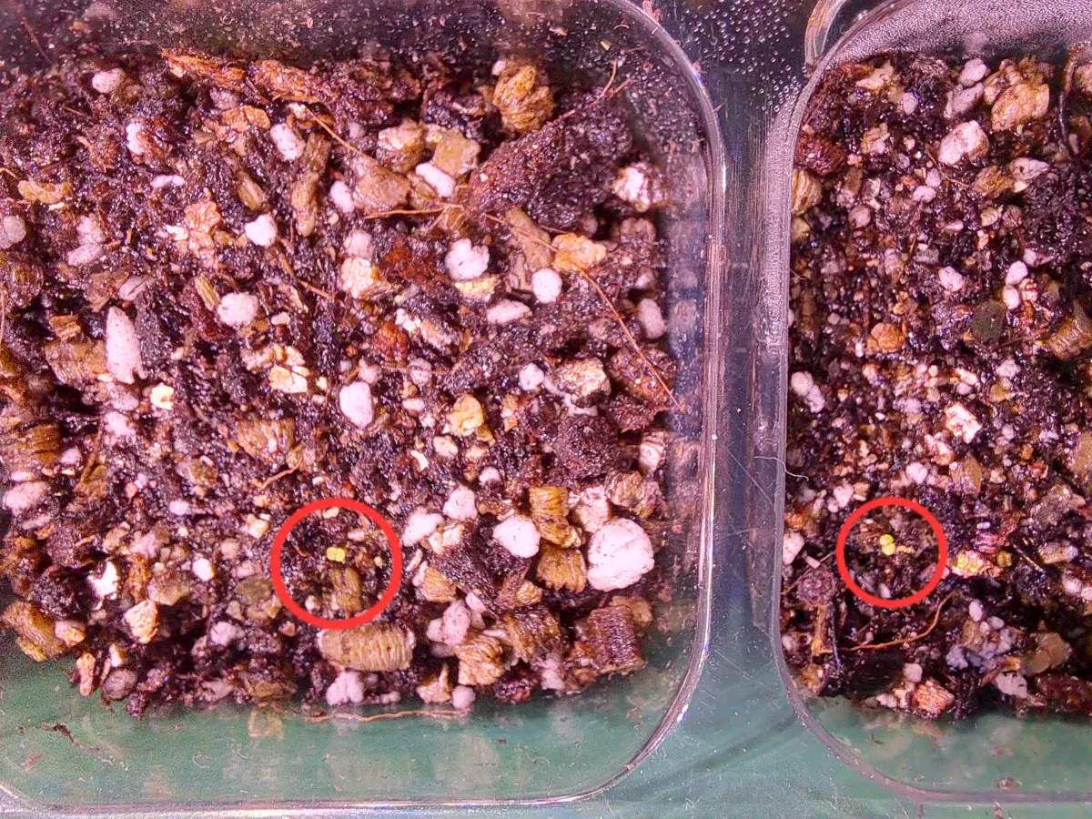 Echeveria minima (エケベリア ミニマ)