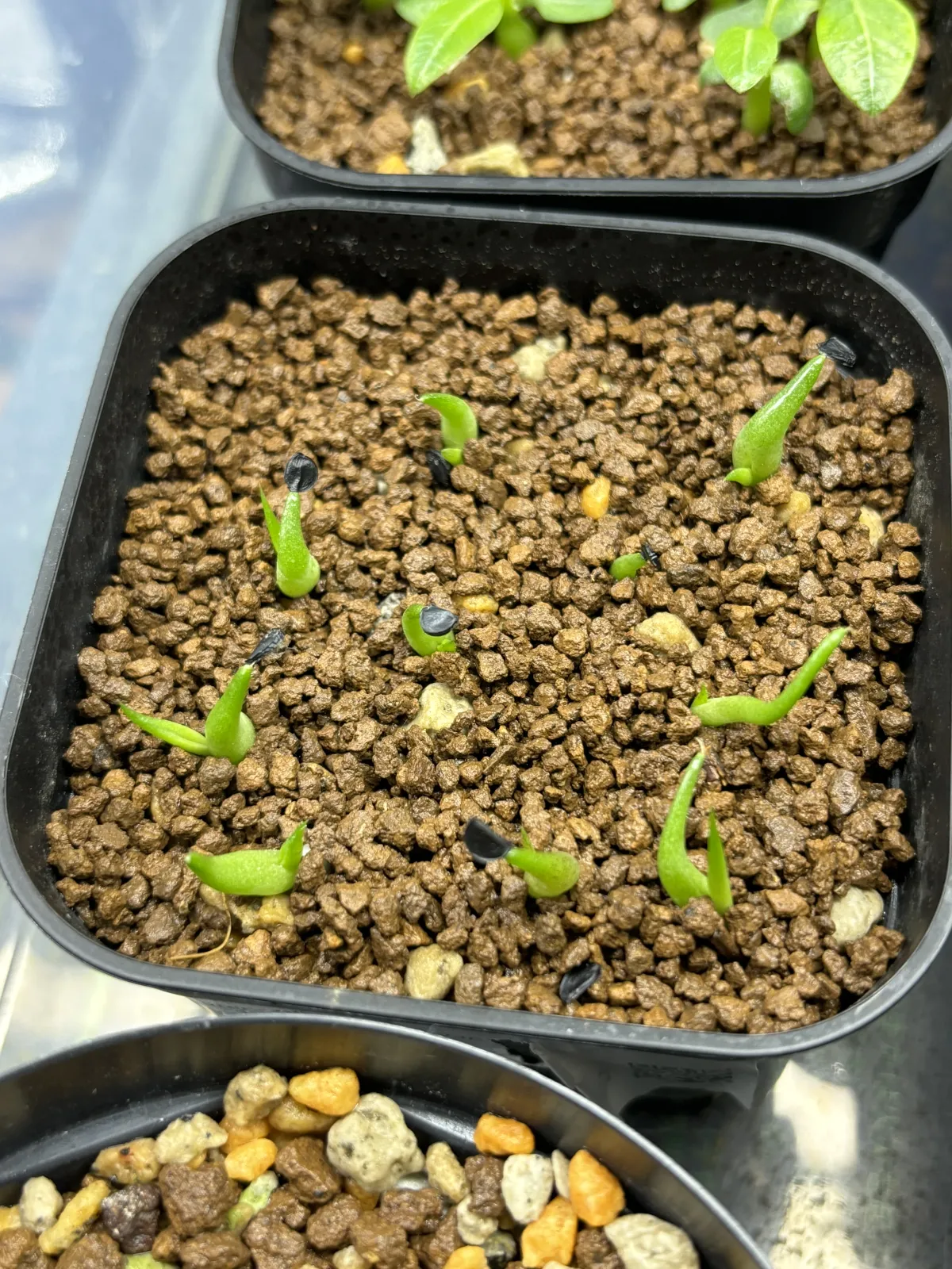 Agave oteroi (アガベ オテロイ)