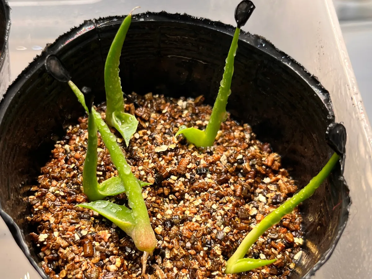 Agave colorata Mescal Ceniza (アガベ コロラータ)