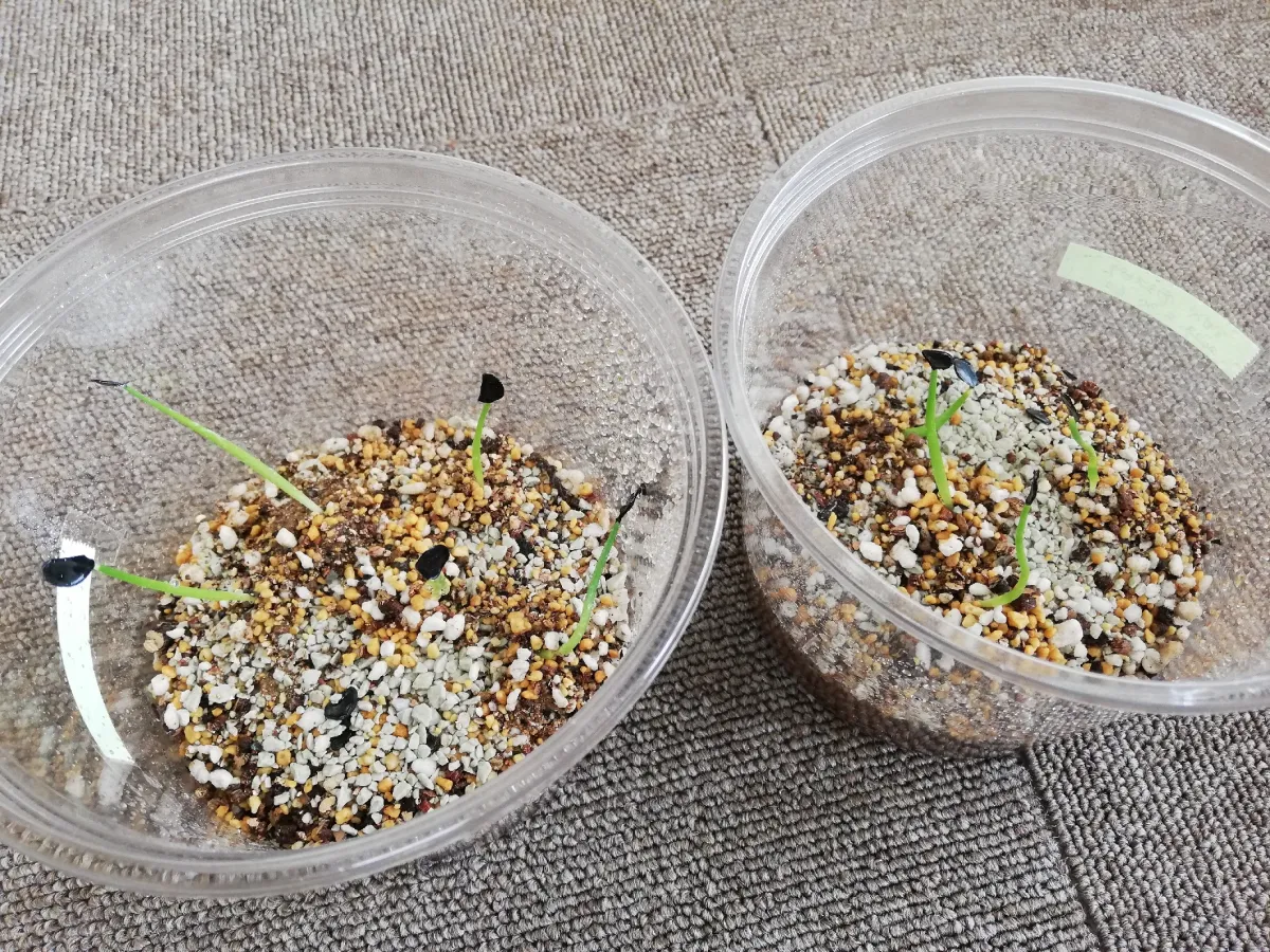 Agave crassispina subsp. crassispina (アガベ サルミアナ クラシスピナ)