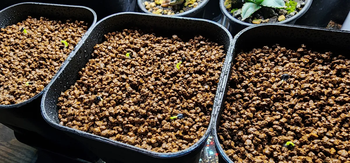 Agave utahensis var. eborispina 'Hayford' (アガベ エボリスピナ ヘイフォード)