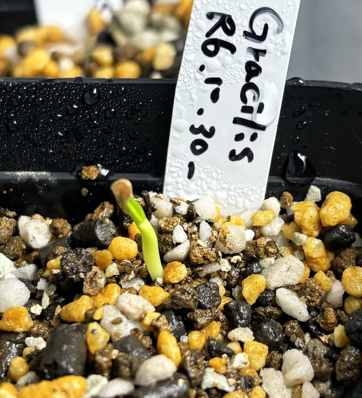 Pachypodium rosulatum var. gracilius (パキポディウム グラキリス)