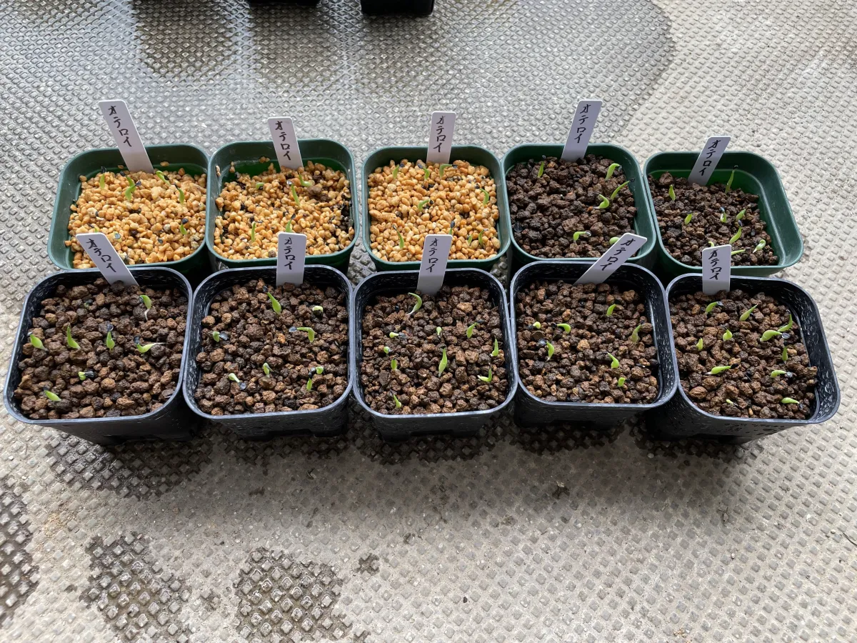 Agave oteroi (アガベ オテロイ)