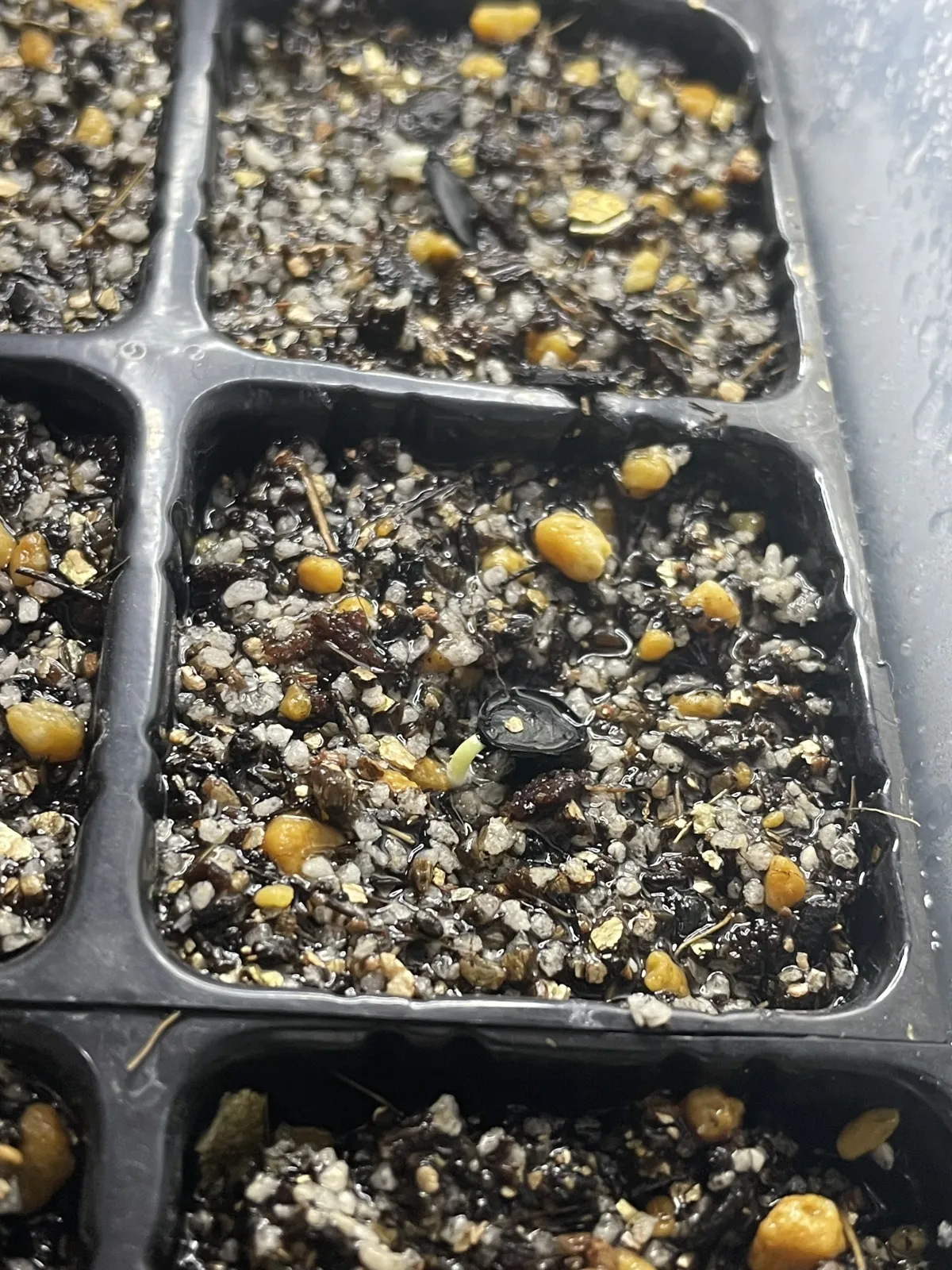 Agave atrovirens var. atrovirens (アガベ アトロビレンス)