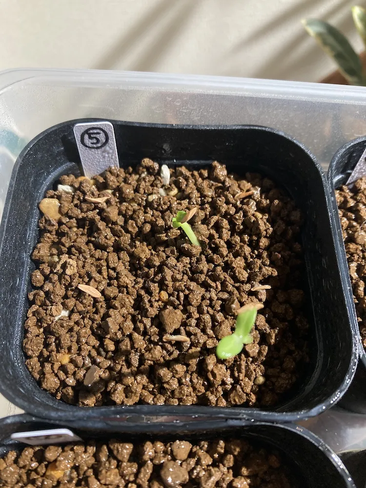 Pachypodium rosulatum var. gracilius (パキポディウム グラキリス)