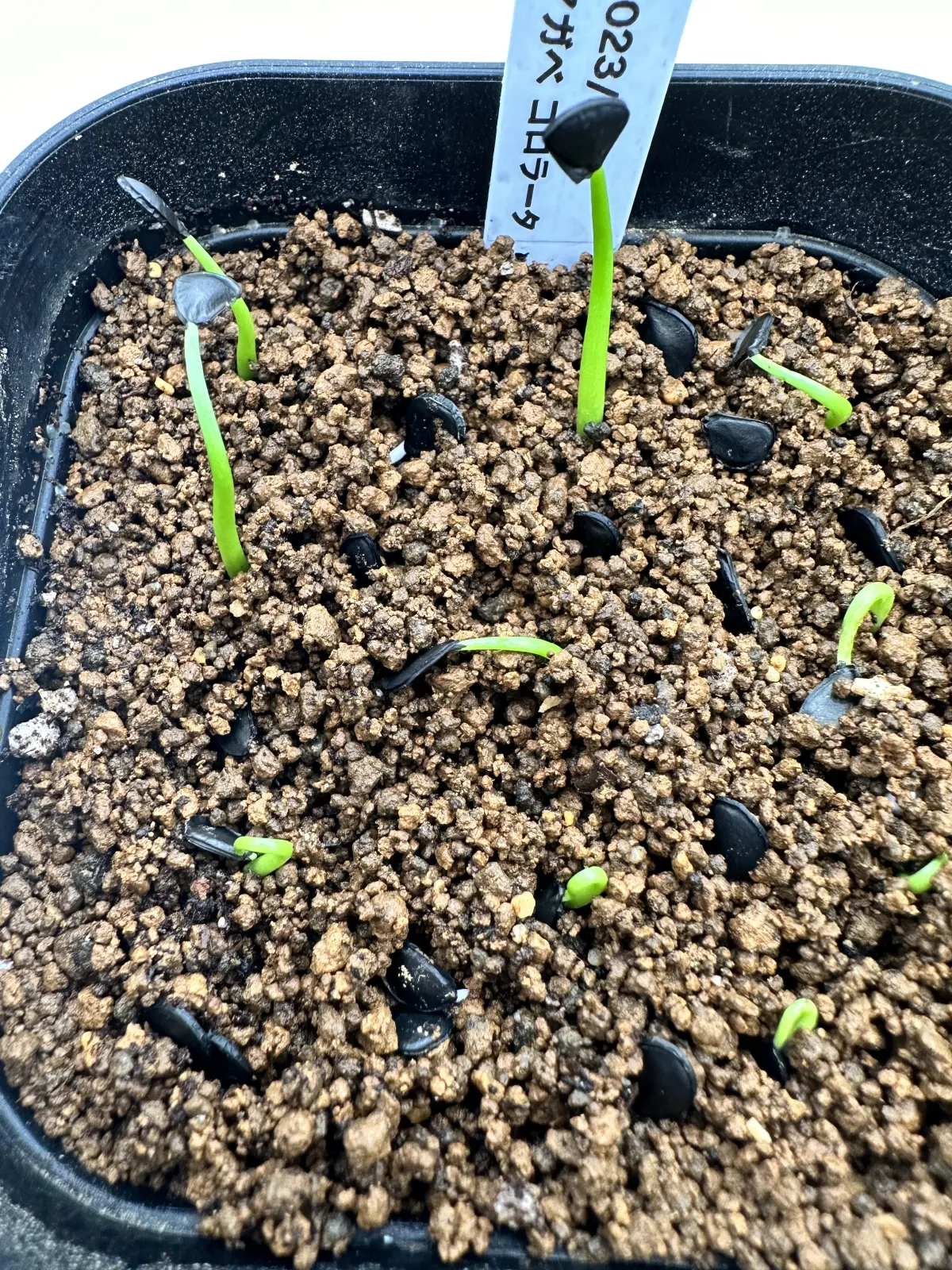 Agave colorata Mescal Ceniza (アガベ コロラータ)