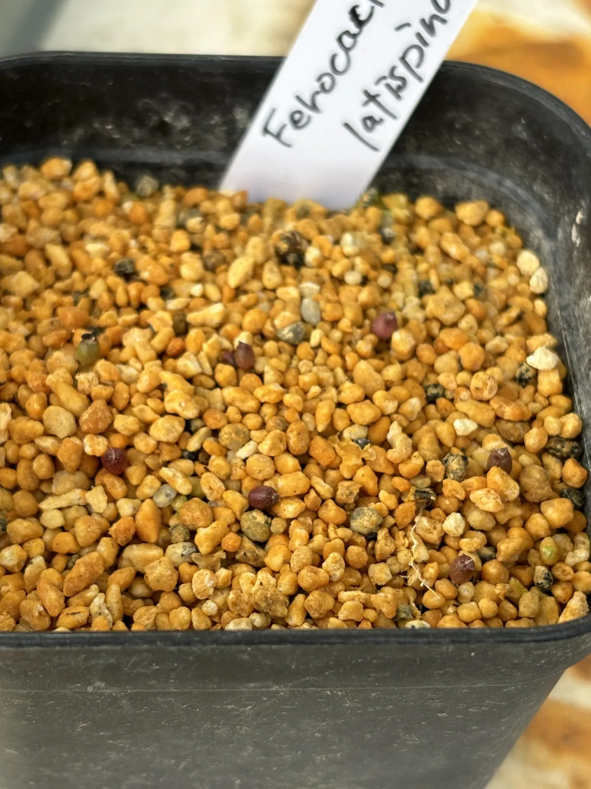 Ferocactus latispinus (フェロカクタス ラティスピナス 日の出丸)