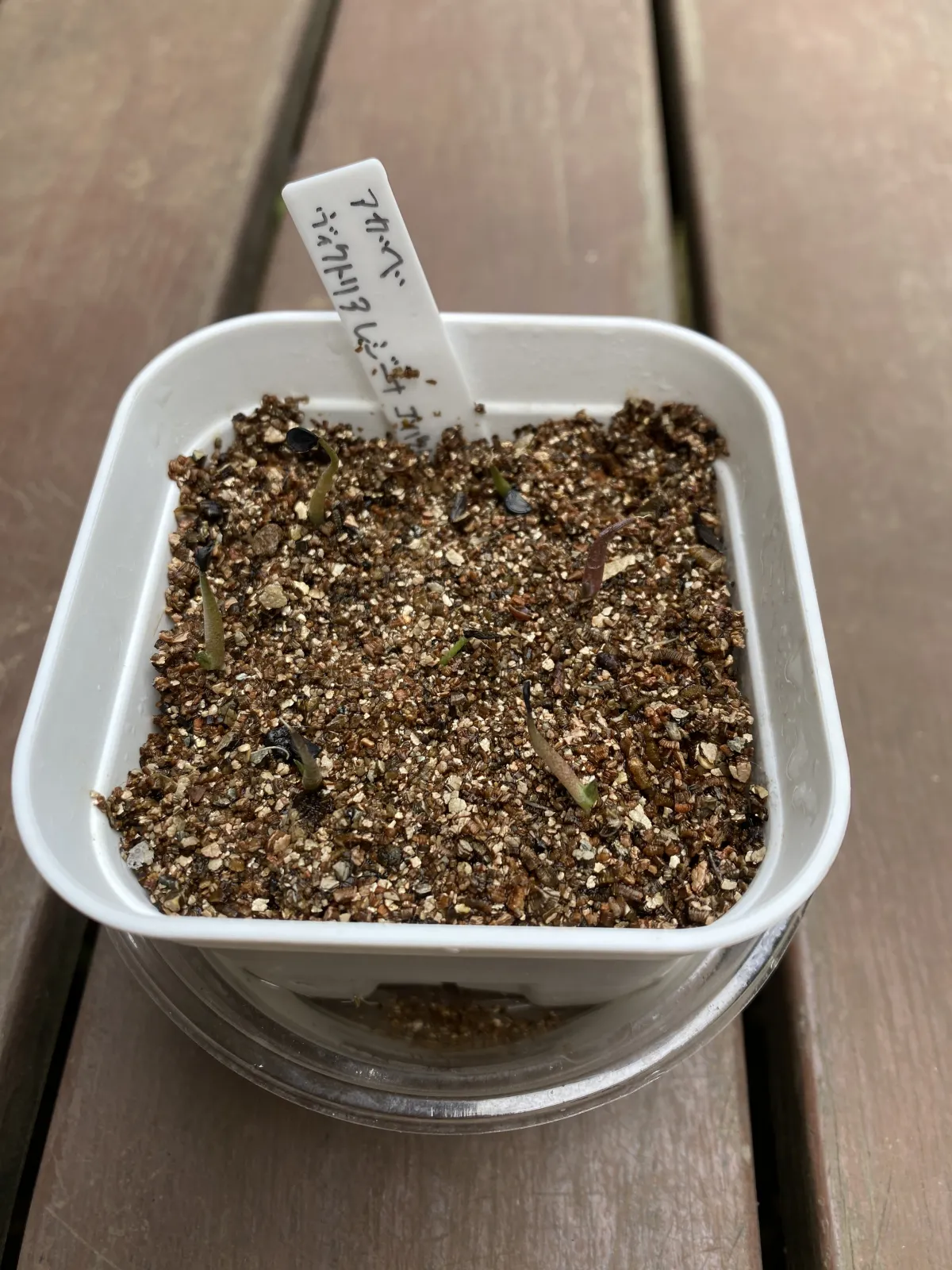 Agave victoriae-reginae Compacta (アガベ ビクトリアレジーナコンパクト)