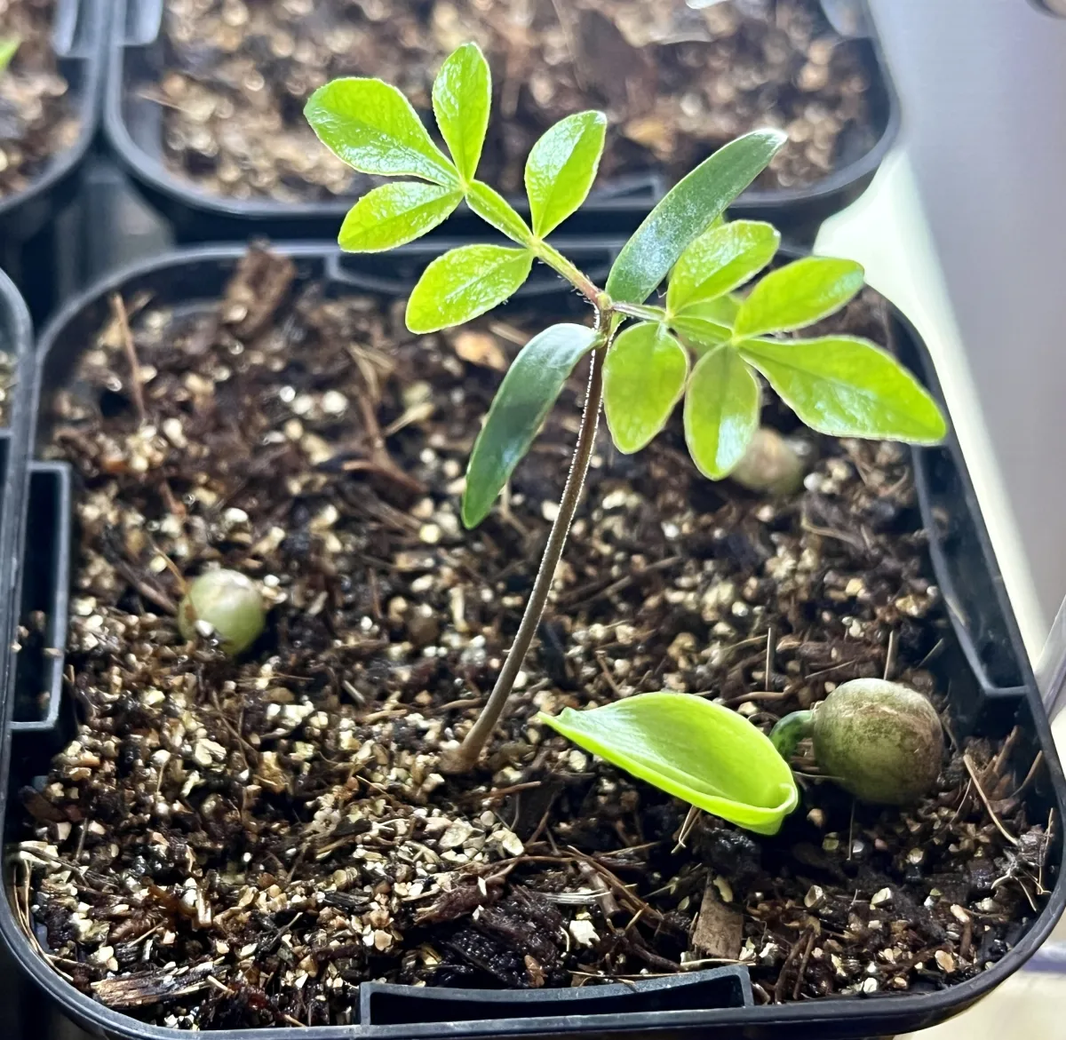 [無料種子] オペルクリカリア 蓋開け練習用 Operculicarya