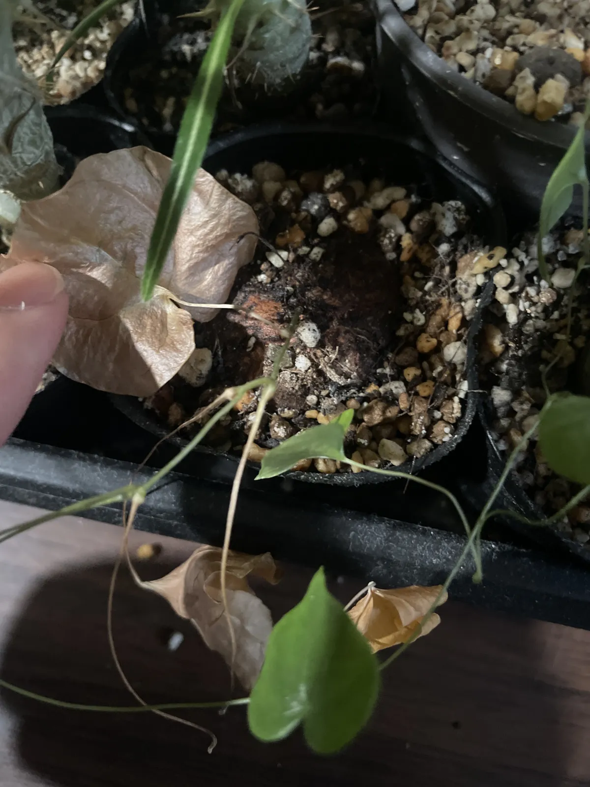 Dioscorea elephantipes (ディオスコレア エレファンティペス2023F)