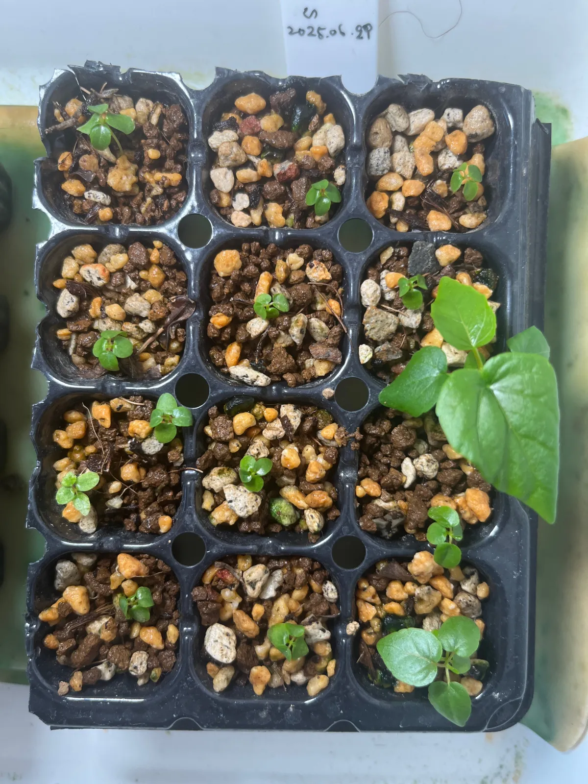 Ficus petiolaris (フィカス ペティオラリス)